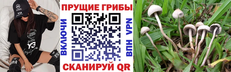Псилоцибиновые грибы мухоморы  Купить закладки  Аргун 